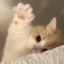 hai