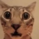 s_shocked