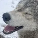 joy joy