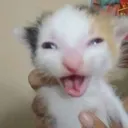 randomcat2