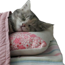 kittysleepy Discord emoji