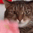 CatTranscendence Discord emoji