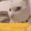 CatEatingCorn