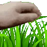grass