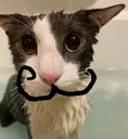 moustasogged