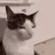 SUS