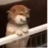 Shiba Discord emoji