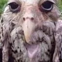 06d_owl