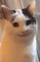 smileCat