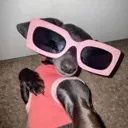 dogfashion