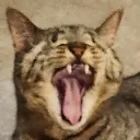 catyawn
