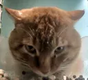 thedeathstare