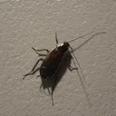cockroach