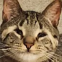 catsmirk