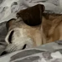 bubbles_zzz1