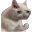 sadcat