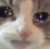 catcry