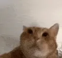 catPunchU