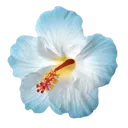 blueflower