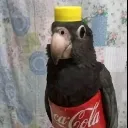 OiseauFeatCoca