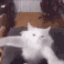 g_catdance