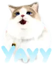 PsyCat_Yay