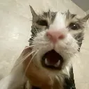 whatthefuckbitch