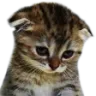 sad_cat