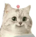 flowercatto