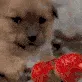 dogScared