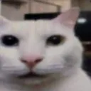 7_Cat_Shock