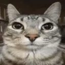 catstare