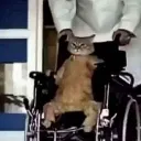 GatoCadeirante