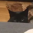 cat_lurk