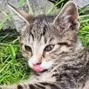 Kumi_Blep