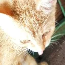 Lexie_Blep