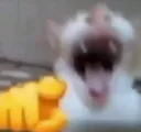 catlaugh catlaugh