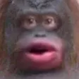 Monke