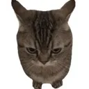 crazyearcat crazyearcat