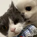 xiaobao_stare