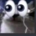 gatovoid