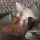 Lexie_Derp