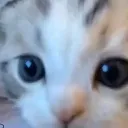 gato