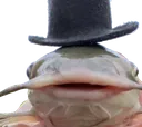 Minefun_Catfish