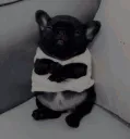 evilj