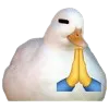 duck_pray
