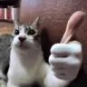 catothumbsup