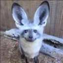 funnyfox
