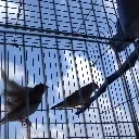 birdies