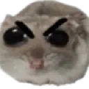 hamster_angry